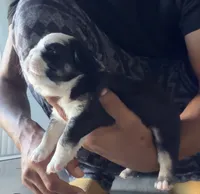 Blu , a female French Bulldog for sale in Kissimmee, FL – 1 of 5