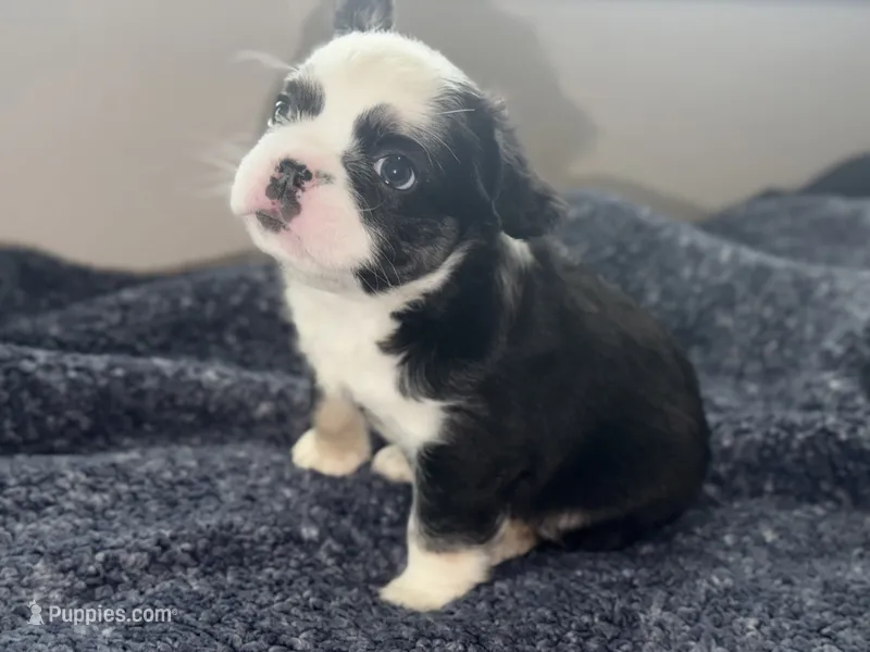 Blu  – French Bulldog puppy for sale in Kissimmee, FL
