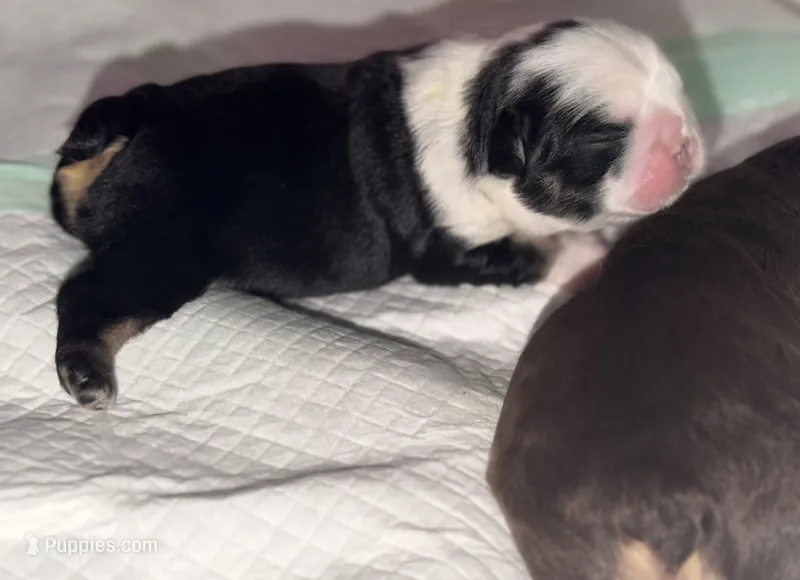 Diamond  – French Bulldog puppy for sale in Kissimmee, FL