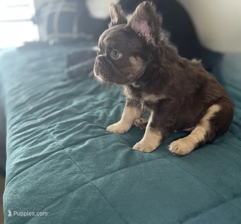 Redsport  – French Bulldog puppy for sale in Kissimmee, FL