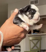 Blu , a female French Bulldog for sale in Kissimmee, FL – 2 of 5
