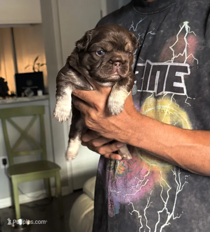 Redsport  – French Bulldog puppy for sale in Kissimmee, FL
