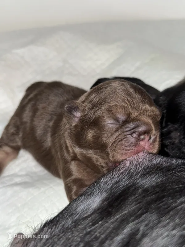 Redsport  – French Bulldog puppy for sale in Kissimmee, FL