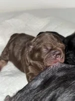 Redsport , a male French Bulldog for sale in Kissimmee, FL – 1 of 2
