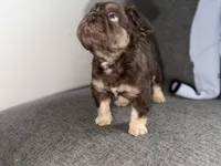 Redsport , a male French Bulldog for sale in Kissimmee, FL – 1 of 4