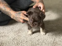 Redsport , a male French Bulldog for sale in Kissimmee, FL – 2 of 4