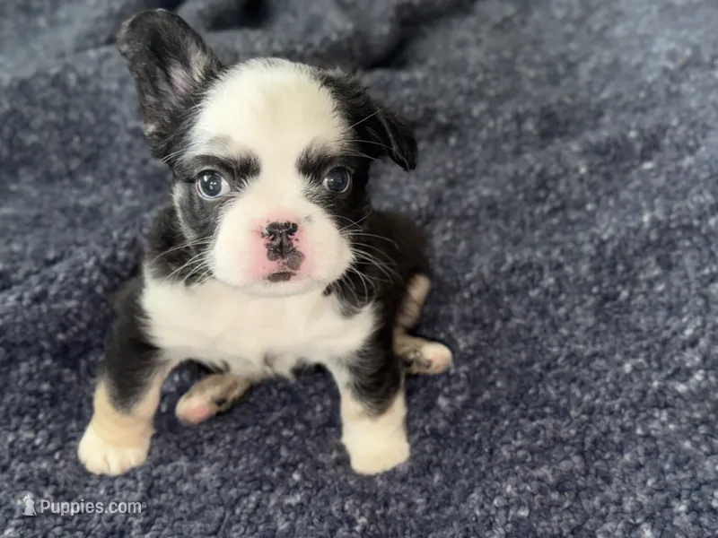 Blu  – French Bulldog puppy for sale in Kissimmee, FL