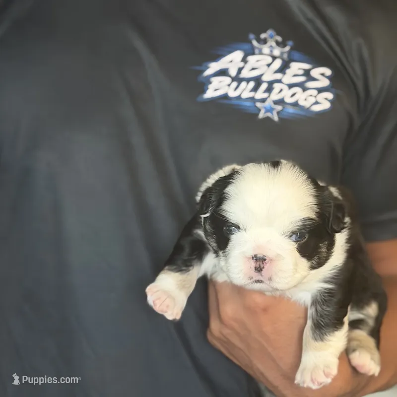 Diamond  – French Bulldog puppy for sale in Kissimmee, FL