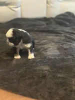 Blu , a female French Bulldog for sale in Kissimmee, FL – 4 of 5