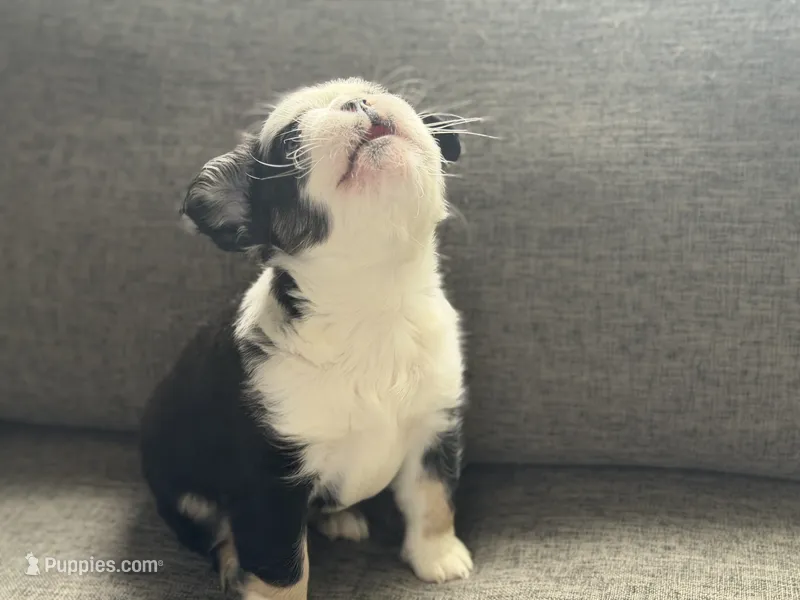 Diamond  – French Bulldog puppy for sale in Kissimmee, FL