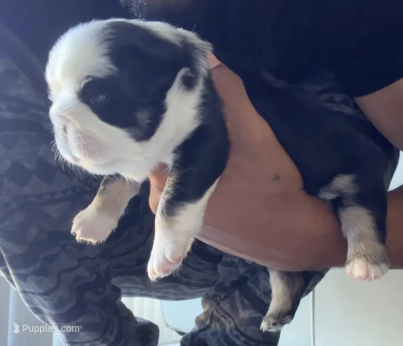 Diamond  – French Bulldog puppy for sale in Kissimmee, FL
