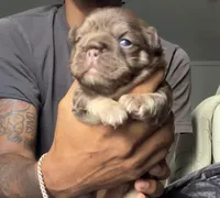 Redsport , a male French Bulldog for sale in Kissimmee, FL – 4 of 4