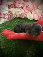 Yen, a female Yorkipoo for sale in Pennsauken, NJ – 2 of 4