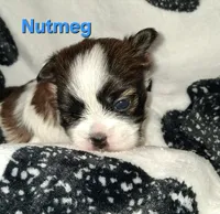Nutmeg, a male Shih Tzu for sale in Gloucester City, NJ – 2 of 2