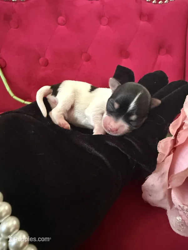 Mercedes  – Yorkshire Terrier puppy for sale in Gloucester City, NJ
