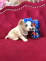 Mango , a male Yorkshire Terrier for sale in Gloucester City, NJ – 6 of 8