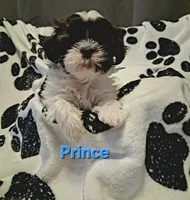 Prince , a male Shih Tzu for sale in Gloucester City, NJ – 2 of 8