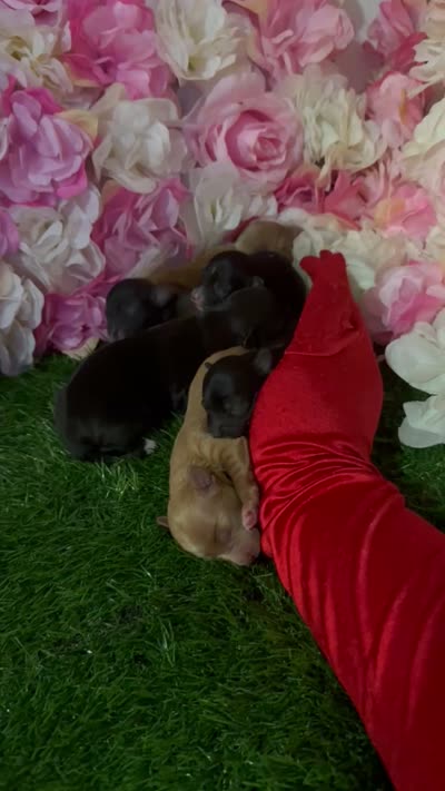Naira, a female Yorkipoo for sale in Pennsauken, NJ – 6 of 6