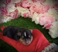 Chip, a male Yorkshire Terrier for sale in Pennsauken, NJ – 4 of 5