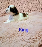 King, a male Shih Tzu for sale in Gloucester City, NJ – Photo 3 of 3