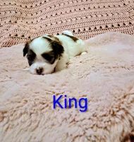 King, a male Shih Tzu for sale in Gloucester City, NJ – Photo 1 of 3