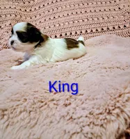 King, a male Shih Tzu for sale in Gloucester City, NJ – Photo 2 of 3
