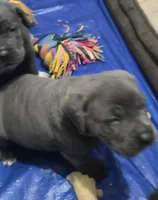 Baby Girl, a female Cane Corso for sale in Pennsauken, NJ – 1 of 1
