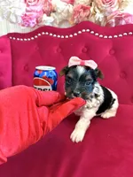 Cherry, a female Yorkshire Terrier for sale in Gloucester City, NJ – 5 of 6