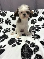 Princess, a female Shih Tzu for sale in Pennsauken, NJ – 5 of 10