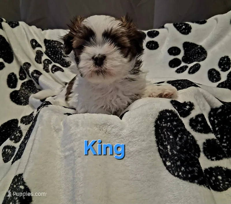 King – Shih Tzu puppy for sale in Gloucester City, NJ