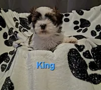 King, a male Shih Tzu for sale in Gloucester City, NJ – 1 of 9