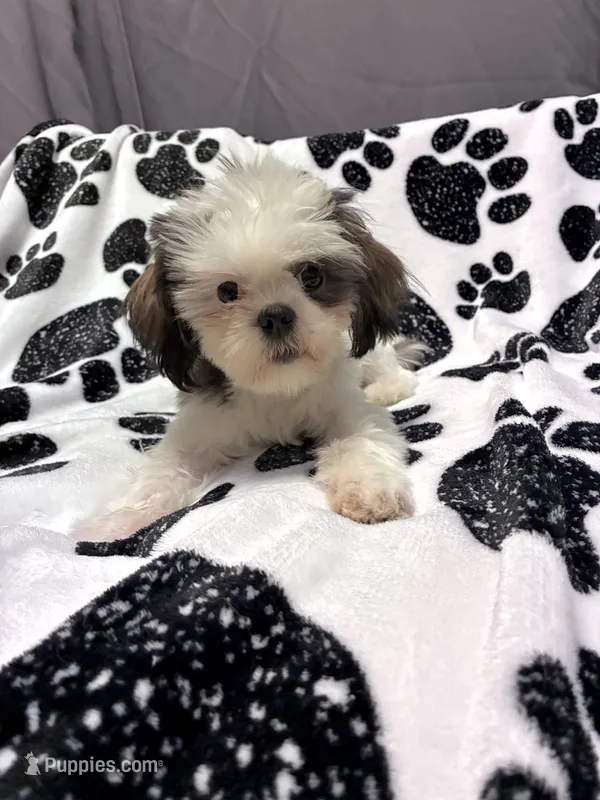Princess – Shih Tzu puppy for sale in Pennsauken, NJ