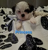 Princess, a female Shih Tzu for sale in Gloucester City, NJ – 3 of 8