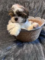 Nutmeg, a male Shih Tzu for sale in Pennsauken, NJ – 3 of 8