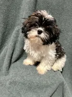 Prince , a male Shih Tzu for sale in Gloucester City, NJ – 7 of 10