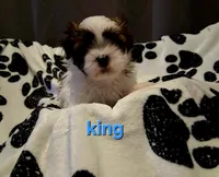 King, a male Shih Tzu for sale in Gloucester City, NJ – 4 of 9