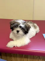 Nutmeg, a male Shih Tzu for sale in Pennsauken, NJ – 2 of 8