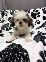 Princess, a female Shih Tzu for sale in Pennsauken, NJ – 8 of 10