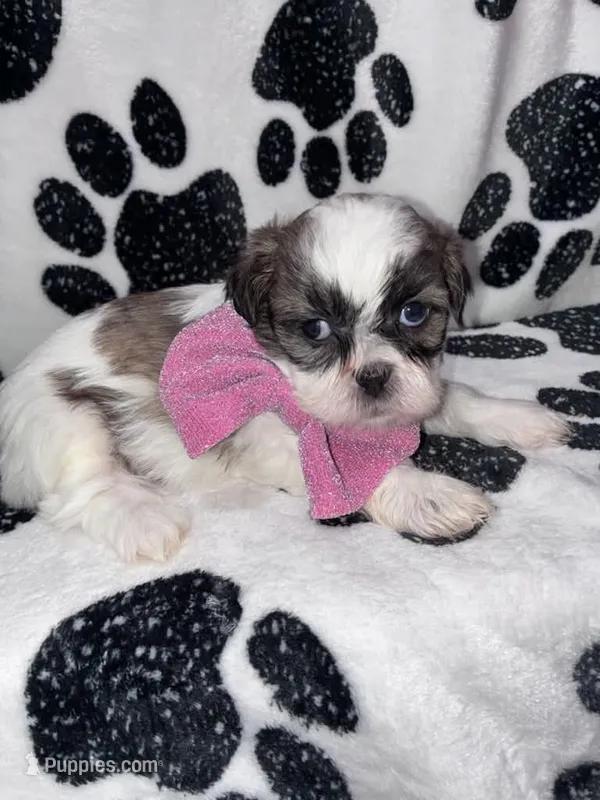Cinnamon  – Shih Tzu puppy for sale in Gloucester City, NJ
