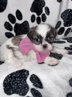 Cinnamon , a female Shih Tzu for sale in Gloucester City, NJ – 1 of 7