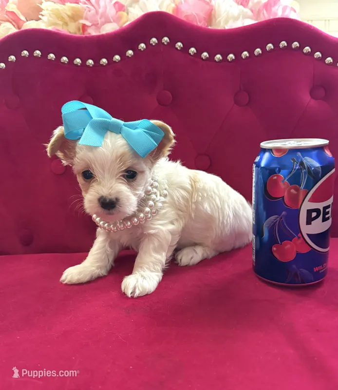 Mango  – Yorkshire Terrier puppy for sale in Gloucester City, NJ