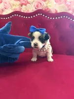 Bentley, a male Yorkshire Terrier and Morkie for sale in Pennsauken, NJ – 3 of 7