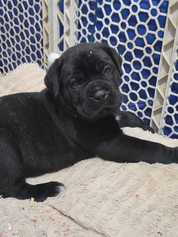 Storm – Cane Corso puppy for sale in Pennsauken, NJ