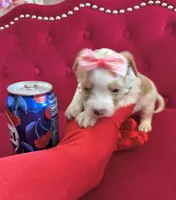 Kiwi , a female Yorkshire Terrier for sale in Gloucester City, NJ – 7 of 9