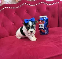 Banana , a male Yorkshire Terrier for sale in Gloucester City, NJ – 1 of 6