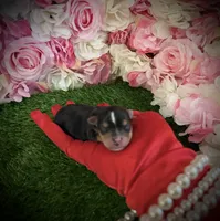 Chip, a male Yorkshire Terrier for sale in Pennsauken, NJ – 5 of 5