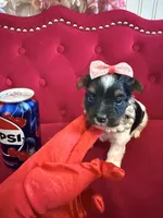 Cherry, a female Yorkshire Terrier for sale in Gloucester City, NJ – 1 of 6