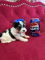 Banana , a male Yorkshire Terrier for sale in Gloucester City, NJ – 5 of 6