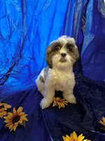 Cinnamon , a female Shih Tzu for sale in Pennsauken, NJ – 4 of 10