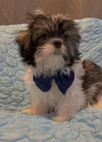 Prince , a male Shih Tzu for sale in Gloucester City, NJ – 5 of 10